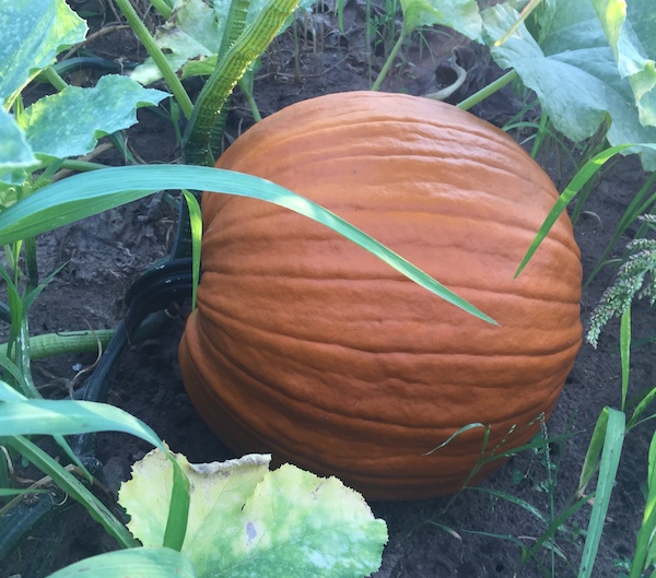 U Pick Em Pumpkin Field